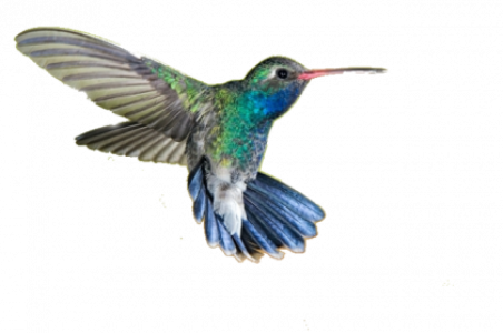 Colorful Bird Transparent Image 12