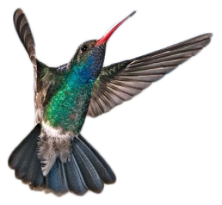 Colorful Bird Transparent Image 13