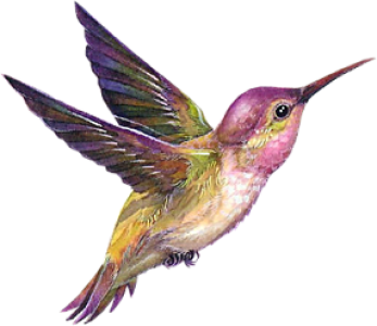 Colorful Bird Transparent Image 14