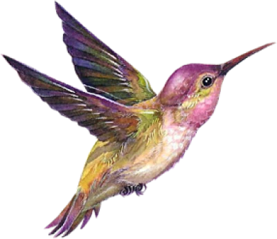 Colorful Bird Transparent Image