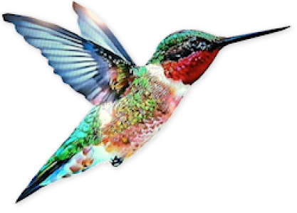 Colorful Bird Transparent Image 15