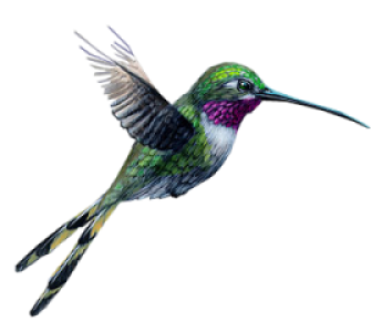 Colorful Bird Transparent Image 16