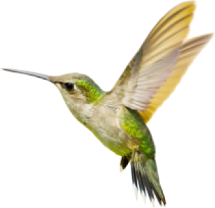Colorful Bird Transparent Image 17
