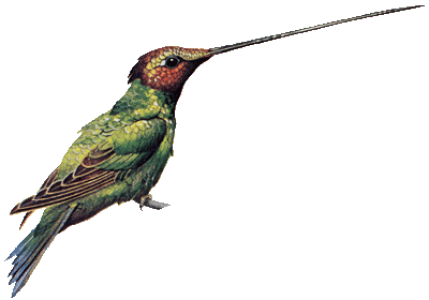 Colorful Bird Transparent Image 18