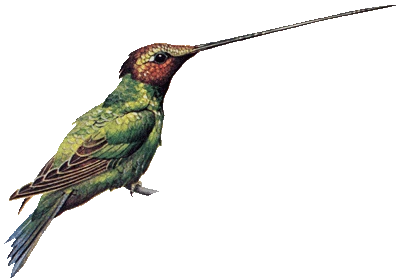 Colorful Bird Transparent Image