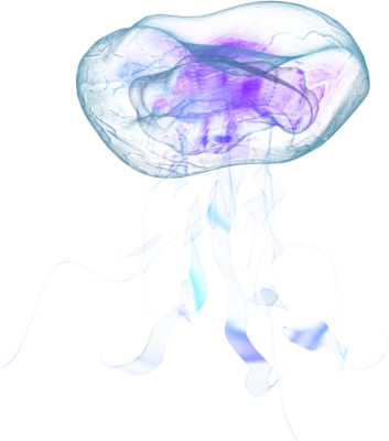 Jellyfish PNG