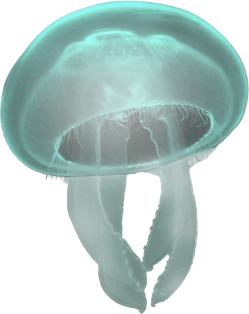 Jellyfish PNG, Transparent Sea Creature