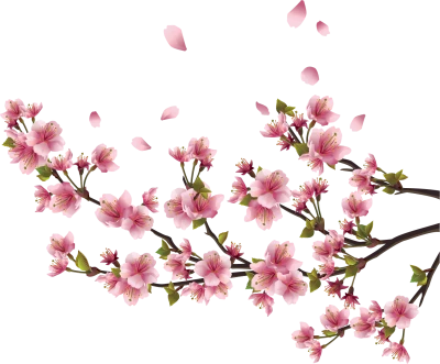 falling cherry blossom,twig,branch,red flower png  Image File Free Download – Clickpng