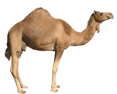 High Quality PNG Image