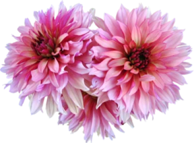 Pink Dahlia Flowers Bouquet PNG