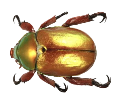 Golden Scarab Beetle Free PNG