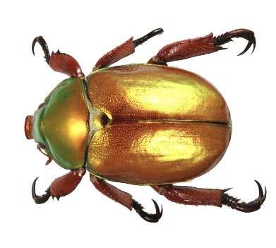 Golden Scarab Beetle Free PNG