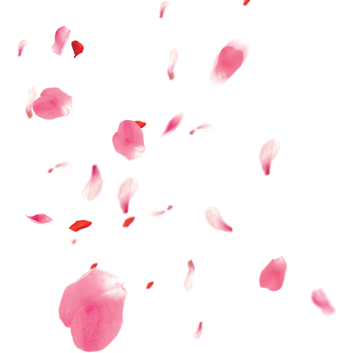 Red And Pink Rose Petals Falling Free Download