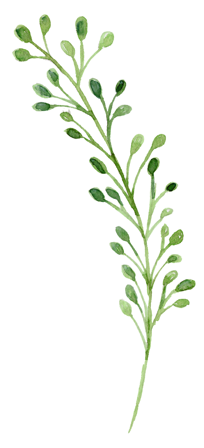 Watercolor Green Herbal Branch Illustration Free PNG