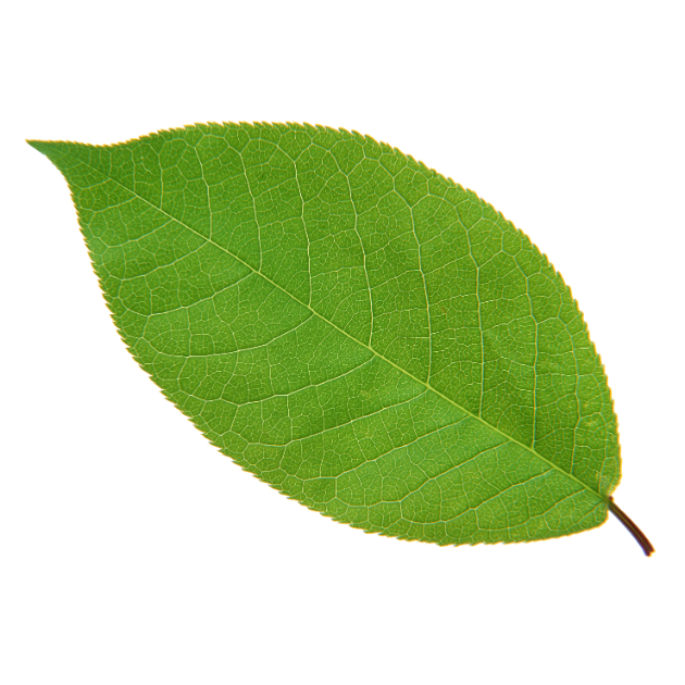 Single Green Cherry Leaf Free Download