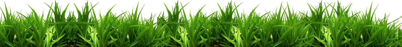 Grass Border with Yellow Wildflowers Free Download