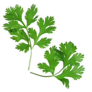Fresh Green Coriander Leaves Free PNG