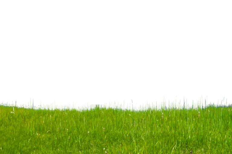 Long Green Grass Border Clipart