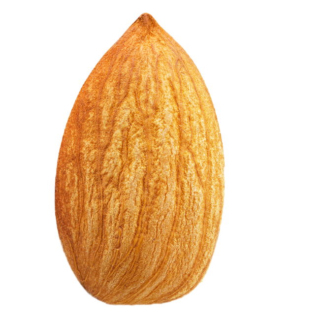 Single Whole Almond Nut Close-up