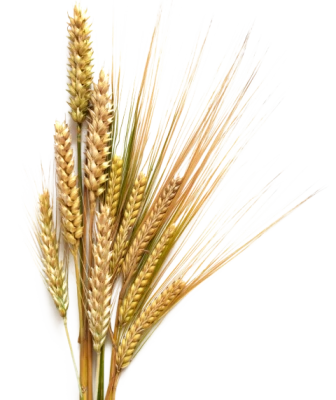 Golden Wheat Stalks Sheaf