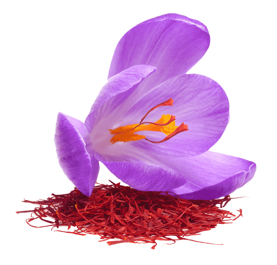Purple Saffron Crocus Flower