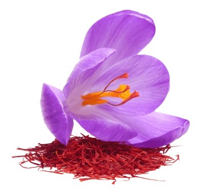 Purple Saffron Crocus Flower