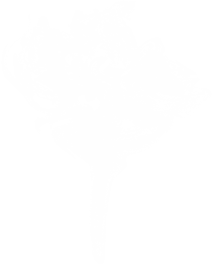 Abstract White Smoke Swirl Overlay