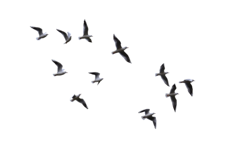 Flock of Seagulls Flying Free PNG