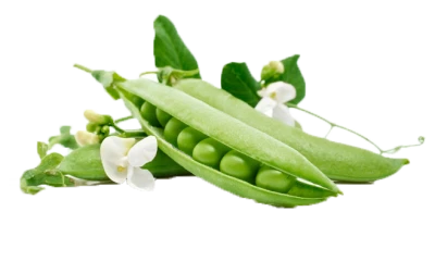 Fresh Green Peas in Pod Free PNG