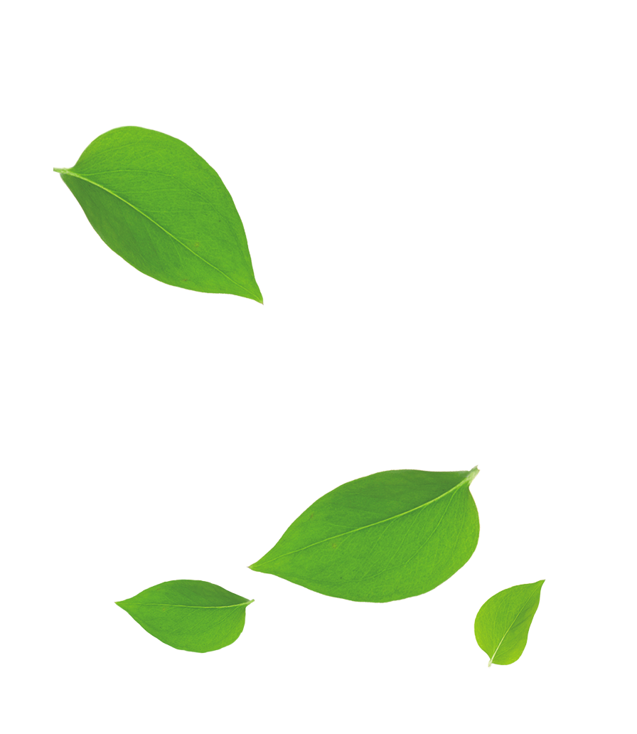 Falling Green Leaves Floating Transparent Background