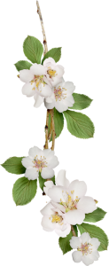 Flower PNG – Beautiful & Colorful Transparent Images Download 1