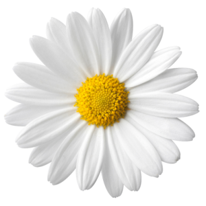 Flower PNG – Beautiful & Colorful Transparent Images Download 2