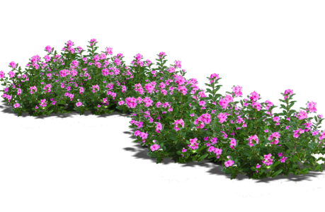 Flower PNG – Beautiful & Colorful Transparent Images Download 6