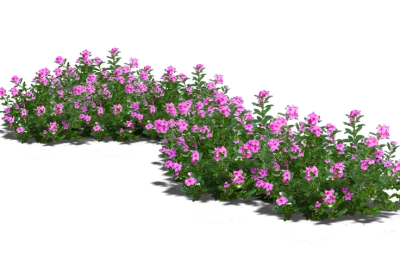 Flower PNG – Beautiful & Colorful Transparent Images Download