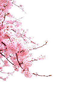 Flower PNG – Beautiful & Colorful Transparent Images Download 8