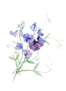Flower PNG – Beautiful & Colorful Transparent Images Download 10