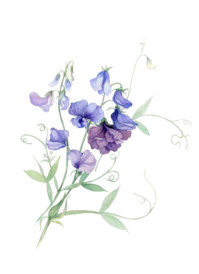 Flower PNG – Beautiful & Colorful Transparent Images Download