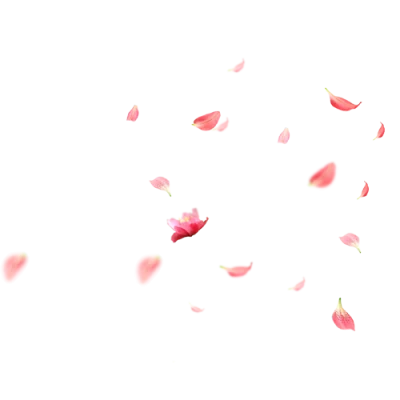 Falling Pink Flower Petals Free PNG