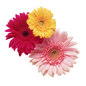 Flower PNG Transparent Images Download 15