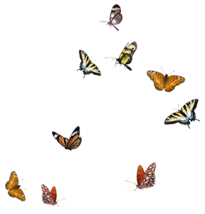 Colorful Butterfly Circle Frame Free PNG