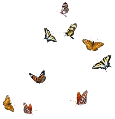 Colorful Butterfly Circle Frame Free PNG