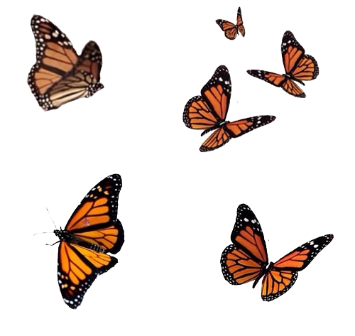 Flying Monarch Butterflies Free Download