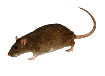 Realistic Brown Rat PNG Image