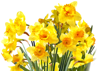 Yellow Daffodil Flowers Bouquet Free Download