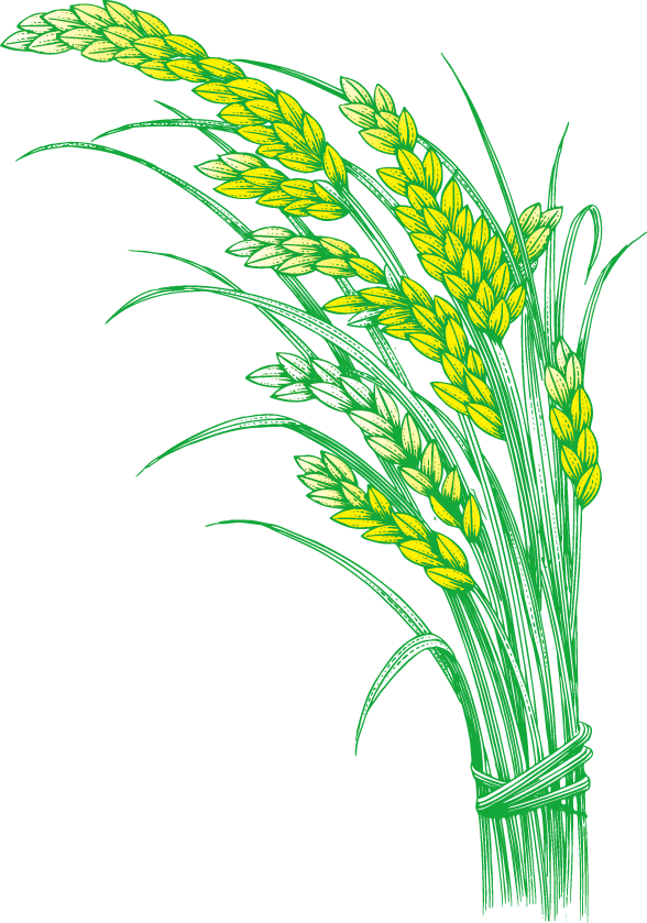 Green Wheat Rice Stalks Illustration