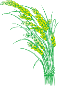 Green Wheat Rice Stalks Illustration