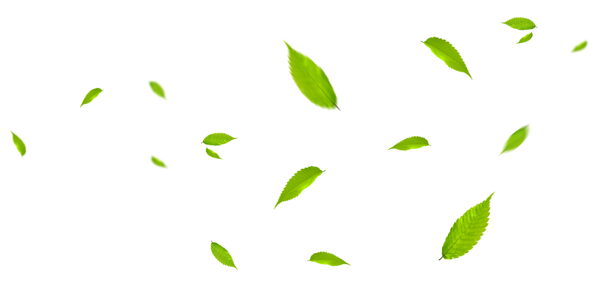 Green Leaves Flying in Wind