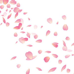 Pink Cherry Blossom Petals Falling