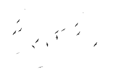 Flock of Birds Silhouette Free PNG