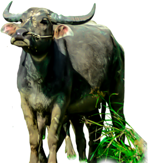 Water Buffalo Standing Free PNG